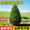 琅阙塔柏树苗带土松柏耐寒四季常青塔松园林工程绿化1.5m以上源头直发