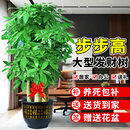 临雅步步高招财树植物大型发财树盆栽乔迁开业1.8-2.0m福字盆源头直发