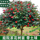 毓耘茶花树苗原生高杆耐冬茶花树庭院别墅景观耐寒四季常青园林绿化 茶花树【3公分粗】