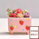 绿荫巷子多肉植物组合盆栽陶瓷花盆新手肉肉办公室内桌面装饰水果图案 京东快递【粉草莓方盆】6颗随机不重复