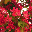 沁茗毓红宝石海棠花树苗盆栽绚丽海棠庭院阳台耐寒花卉植物地栽垂丝海棠 绚丽海棠 15公分粗+树苗可联系客服选