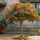 鼎曳嫁接桂花树树苗流苏树四季桂耐寒庭院八月桂开花金桂丹桂盆栽地栽 状元红【热销商品】 3公分粗【原土球发货