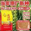 农三甲中麦69国审麦种高产小麦种子矮杆大穗抗倒伏抗病耐寒抗旱 农三甲中麦69【25斤装】