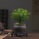 小叶赤楠植物盆栽四季常绿易养活净化空气驱蚊虫助眠MR 赤楠＋海纳百川陶瓷盆＋底座＋苔藓