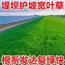 萌蕴（MengYun）进口草坪种子草籽矮四季青草种护坡绿化耐寒耐旱免修剪草皮草种子 护坡宽叶草50斤【南方耐热首选】