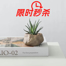 墨一万重山盆栽红太阳网红多肉植物书房室内桌面懒人好养绿植花卉盆景 十二卷+海岛礁石盆