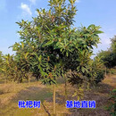毓耘枇杷树苗庭院地栽大枇杷树耐寒四季常青别墅园林绿化风景树 枇杷树【12公分粗】