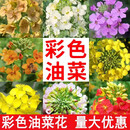 誉满园油菜花种子高产耐寒耐旱抗倒观赏食用高产早熟高出油多油菜花种籽 彩色油菜花种子30斤