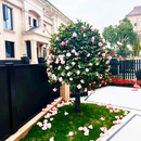 欧博高杆香妃大型茶花五色赤丹红赤丹耐热耐寒四季常青庭院别墅盆栽 精品香妃 10公分 花期带花苞发货