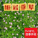 春枝韵姬岩垂草种子庭院花境花园绿化耐踩踏耐寒旱花期长花草籽匍匐草坪 姬岩垂草种子10斤