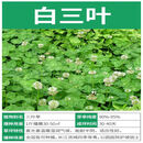 春枝韵三叶草种子四季易种红花幸运草种根紫叶酢浆草种阳台盆栽花卉植物 白三叶种子50斤