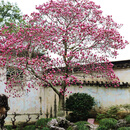 庭院耐寒玉兰花树苗红白黄紫玉兰花卉植物别墅花园四季风景树带苞 一级大树型庭院别墅