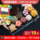 墨一多肉植物室内带盆组合小盆栽带桩大颗好养活多品种花卉绿植营养土 【新手入门】10颗不重复+2包土+10个彩方盆