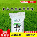 伍哲进口矮生黑麦草种籽草坪种子草籽四季常青绿化护坡黑麦草草皮种籽 美国-多年生黑麦草绿影原包装22.7公斤