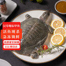 芮宝农场冷冻宰杀甲鱼850g礼盒装生鲜团鱼海鲜水产送调料包