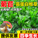 菊苣草种籽大叶将军种子四季养殖牧草喂牛鹅鸡鸭鱼兔收割快草种孑 大叶菊苣净籽5斤【高产型】