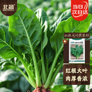 北蔬 菠菜种子大叶红根秋冬耐寒四季蔬菜种籽 红根大叶菠菜种子50g