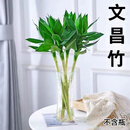 沭之美文昌竹水培植物 文昌竹4棵40-50cm(金榜题名文曲显达) 源头直发
