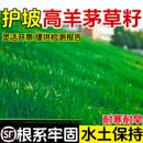 萌蕴（MengYun）进口草坪种子草籽矮四季青草种护坡绿化耐寒耐旱免修剪草皮草种子 护坡高羊茅50斤【量大优惠】