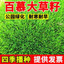 矮生百慕大种子进口草坪种子草籽矮生四季青绿化工程庭院别墅耐寒 【百慕大草籽】净籽【50斤】矮生