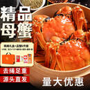 【活蟹】湖中秋色鲜活大闸蟹螃蟹现货公5.0-5.3母4.0-4.3两4对去绳足重送礼盒 源头直发