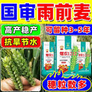 烟农1212小麦种子高产大穗白麦抗冻抗病矮杆早熟原种冬性小麦 高产品质纯度【15公斤】原种级