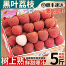壹萌果蔬黑叶荔枝【JD顺丰多地次日达】王冻眠荔枝鲜入库水果中秋礼盒装 3斤精选精品果【单果15g+】净2斤