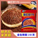 稻玉丰农业瑞红优175迟熟籼型三系杂交稻晚稻红米水稻种子长粒 瑞红优175红米种子 1斤装/4袋（送水稻大礼包）