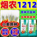 壮汉【原种级】烟农1212高产小麦种子矮杆抗倒伏抗冻抗旱抗病冬小麦 2025新种【15公斤】真原种级+拌种剂