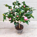 苏沥茶花树苗四季香妃花卉盆栽易活四季山茶花带花苞花苗好养耐寒绿植 精品香妃茶花-整体高45-55公分 不含盆