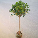 泰西丝桂花树苗绿化盆栽庭院地栽植物 金桂2公分粗约1-1.2米高 源头直发