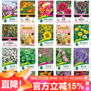 花沃里20款花种子套餐 花卉种子组合太阳花凤仙花向日葵四季种野花