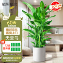植男植女天堂鸟盆栽客厅室内好养大型落地真绿植办公室大叶植物源头直发