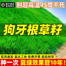 时茂进口草坪种子草籽矮生四季青草坪草耐寒耐旱草皮护坡免修剪草种子 护坡混播耐热狗牙根50斤