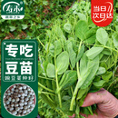 寿禾 脆嫩豌豆尖种子苗豆苗秋季蔬菜种籽 脆嫩2号豌豆尖种子50g*2袋