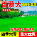 xinyi矮生百慕大种子进口草坪种子草籽矮生四季青绿化工程庭院别墅耐寒 矮生百慕大种子50斤