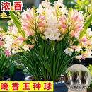 【双11特卖】晚香玉重瓣种球根卉精品庭院盆栽多年生苗圃直发PW11 晚香玉种球【6-8个芽根】 现挖现发精品种球（不带花）