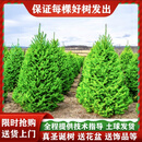 暮青真的圣诞树真树活的诺贝松真树松树圣诞节绿植挪威云杉圣诞树盆栽 1.5-1.7米云杉圣诞树（送盆+装饰）