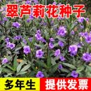 xinyi翠芦莉种子粉花紫花宿根地被花境盆栽地栽家庭粉花翠芦莉种子 翠芦莉种子1斤