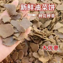 新鲜菜籽饼鲜榨菜籽饼肥发酵通用正宗园林专用有机肥便宜 100斤 新鲜菜籽饼