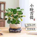 【小盼菩提】盆景菩提树中式绿植室内办公室好养禅意净化空气 小盼菩提【底座+盆+菩提+苔藓】
