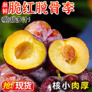 庾丰当季新鲜现摘脆红李 新鲜水果整箱 孕妇脱骨青红李子 团购送礼 5斤装（净果4.5斤）甄选果 颗颗甄选 产地直发