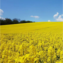 致荟树油菜花种子室外观赏食用榨油高产四季春秋播种耐寒彩色油菜花种籽 进口观赏油菜花种子/100斤(花期长)