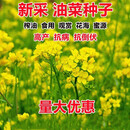 xinyi油菜花种子高产耐寒耐旱抗倒观赏食用高产早熟高出油多油菜花种籽 油菜籽*100斤装