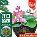 寿禾 碗莲种子水培已开口鱼缸盆栽四季开花植物 碗莲种子30粒