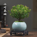 小叶赤楠植物盆栽四季常绿易养活净化空气驱蚊虫助眠cy 赤楠+蓝冰陶瓷盆+复古底座+苔藓