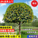 桂花树树苗庭院别墅耐寒植物高杆原生浓香型正宗嫁接桂花树大树 四季桂【花期超长】热销商品 送肥料 3公分粗【带土球发货】