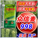 众信麦998国审小麦种子原种抗寒抗病抗旱节水北方可留种优质冬麦 众信麦998-25斤