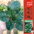 寿禾 菠菜种子苗秋冬季耐寒趴地青菜蔬菜种籽 潍丰本鲜趴地菠种子25g