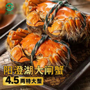 【活蟹】湖塘煙雨 阳澄湖大闸蟹鲜活螃蟹礼盒公4.5两母3.5两4对8只河蟹生鲜中秋礼盒